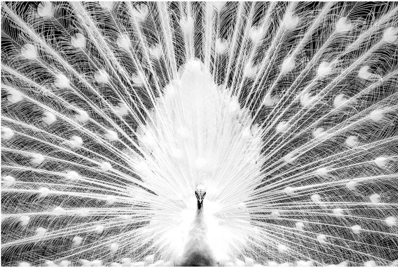Obraz Glasspik White Peacock 70 x 100 cm
