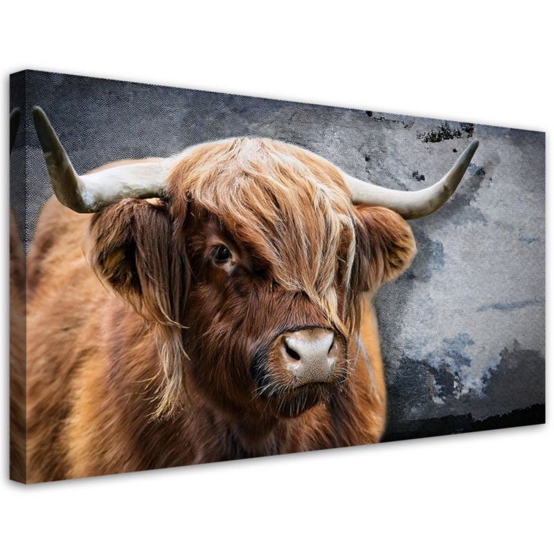 Obraz na płótnie Feeby 120x60cm Krowa Szkocka Zwierzeta Natura 1 szt.