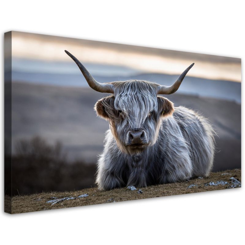 Obraz na płótnie Feeby 120x60cm Leżąca Krowa Szkocka 1 szt.