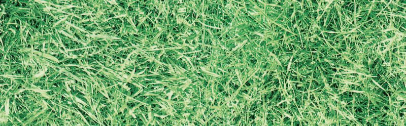Okleina Grass 45 cm x 2 m