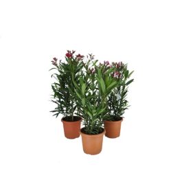 Oleander mix doniczka 20 cm