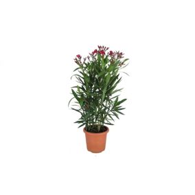 Oleander popsolity doniczka 20 cm