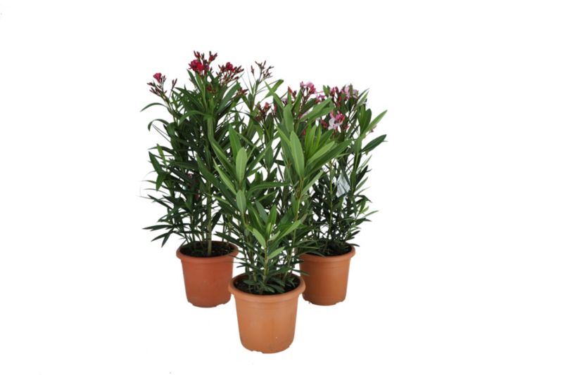 Oleander popsolity doniczka 20 cm