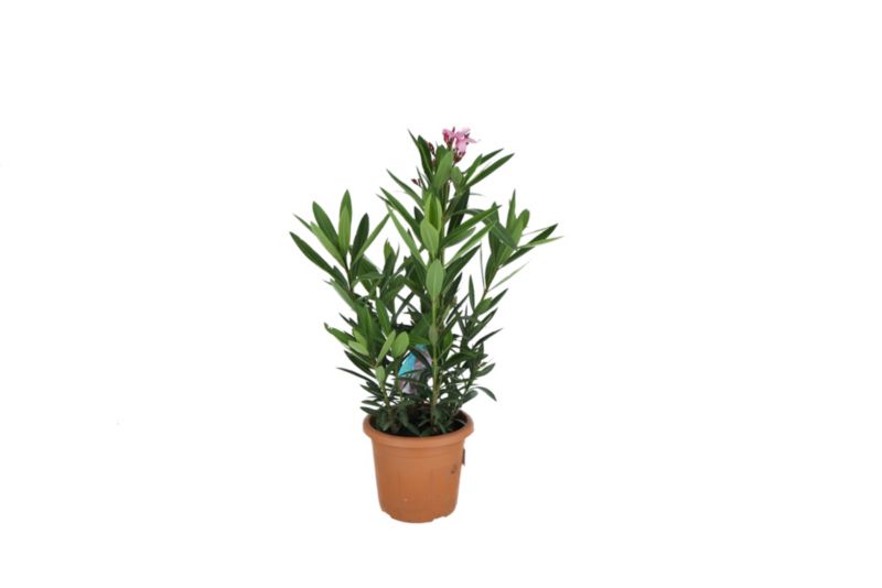 Oleander popsolity doniczka 20 cm