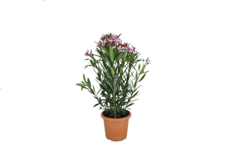 Oleander popsolity doniczka 20 cm