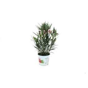 Oleander popsolity mix doniczka 15 cm