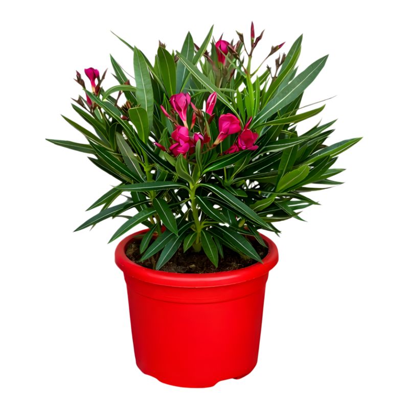 Oleander pospolity czerwony 15 cm
