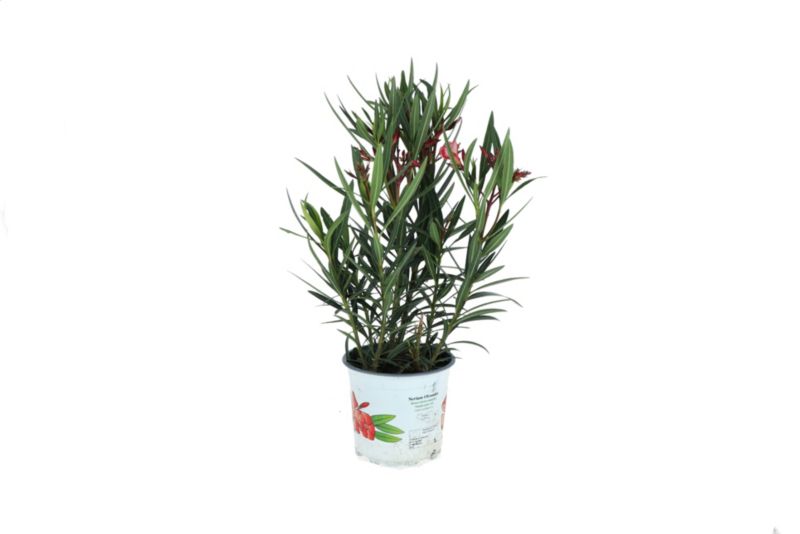 Oleander pospolity mix doniczka 15 cm
