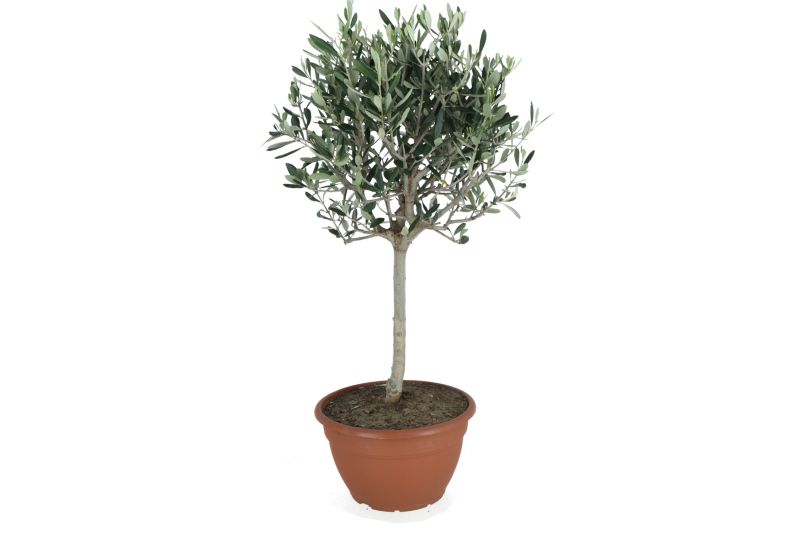 Oliwa europejska Bonsai