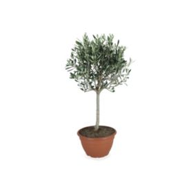 Oliwa europejska Bonsai