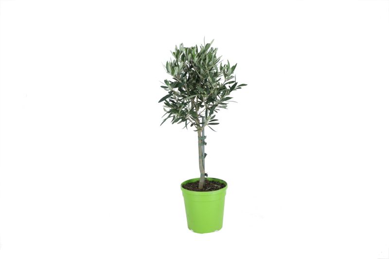 Oliwa europejska Bonsai