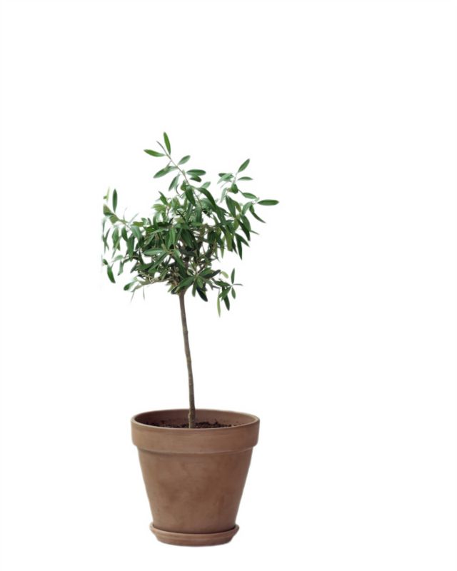Oliwa na pniu 16 cm wys. 65 cm