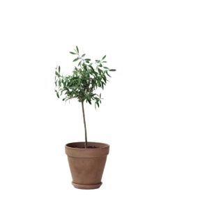 Oliwa na pniu 16 cm wys. 65 cm