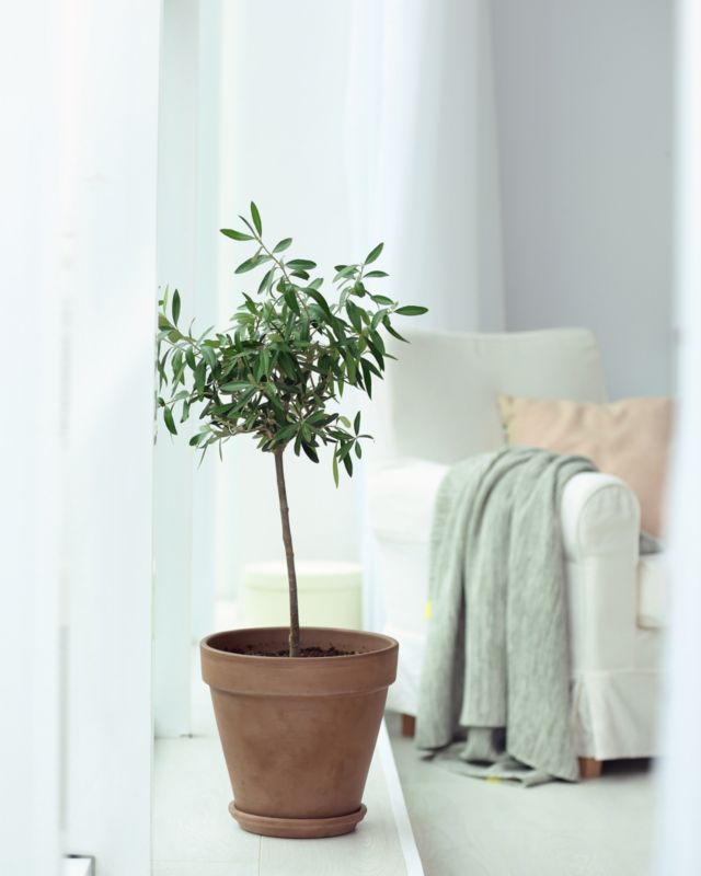 Oliwa na pniu 16 cm wys. 65 cm