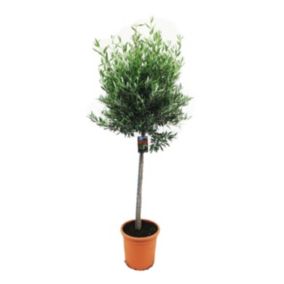 Oliwka Europejska na pniu Verve 38 cm wys. 180 cm