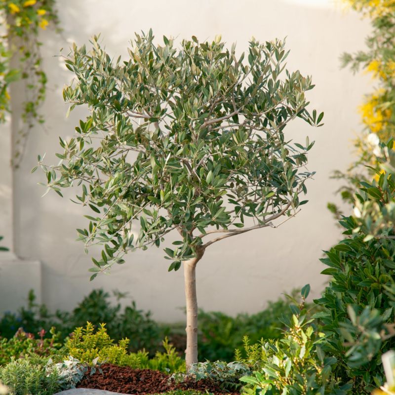 Oliwka Verve doniczka 30 cm