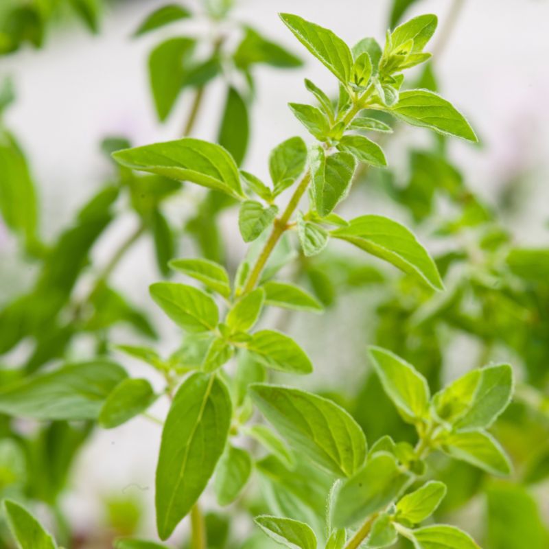 Oregano świeże w doniczce Verve 13 cm