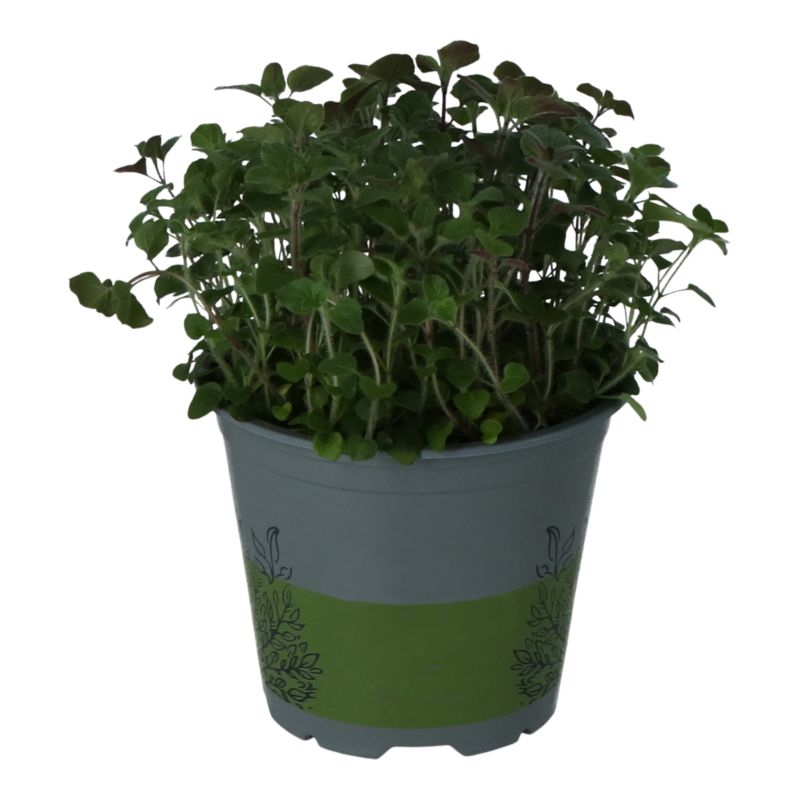 Oregano Verve 14 cm wys. 20 cm