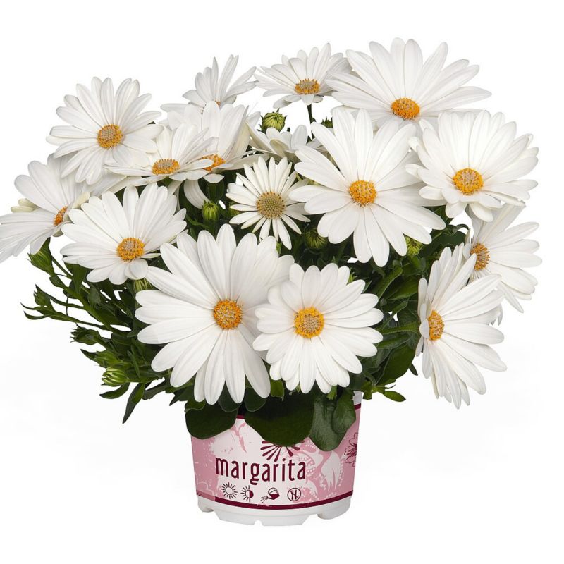 Osteospermum doniczka 11 cm