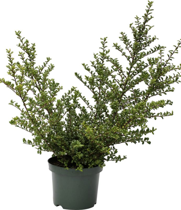 Ostrokrzew Convexa Verve 3 l wys. 25-30 cm