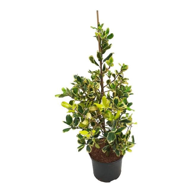 Ostrokrzew Golden King Verve 3 l wys. 25-30 cm
