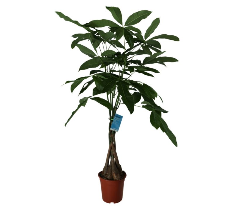 Pachira Wodna GoodHome 19 cm wys. 90 cm