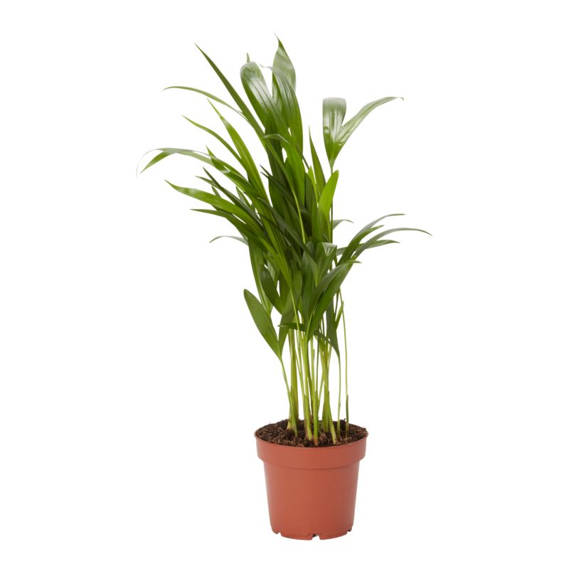 Palma Areca 12 cm