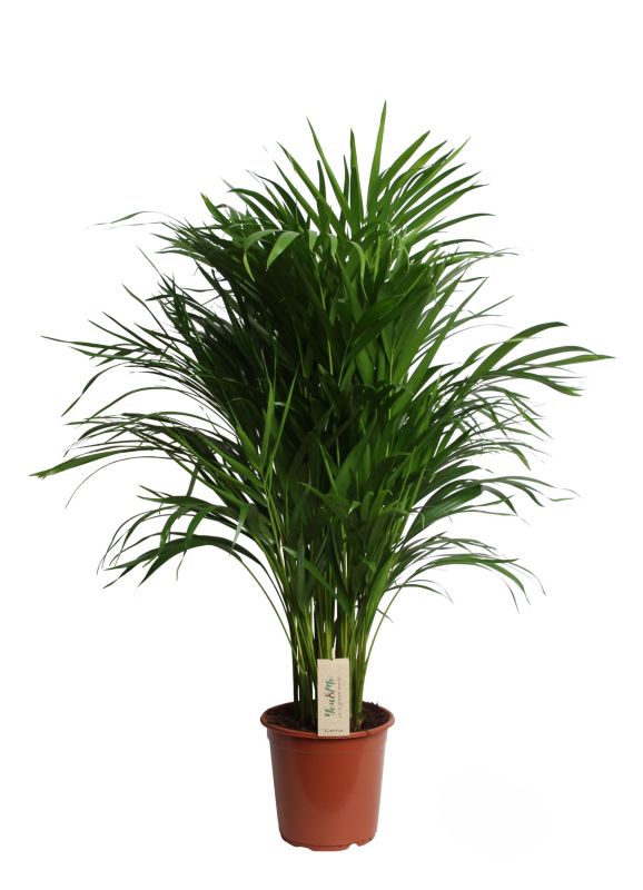 Palma areca 21 cm