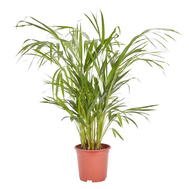 Palma Areca doniczka 19 cm wys. 105 cm