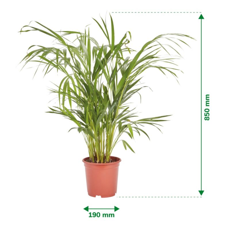 Palma Areca doniczka 19 cm