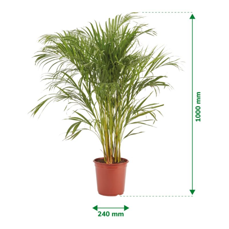 Palma Areca doniczka 24 cm wys. 125 cm