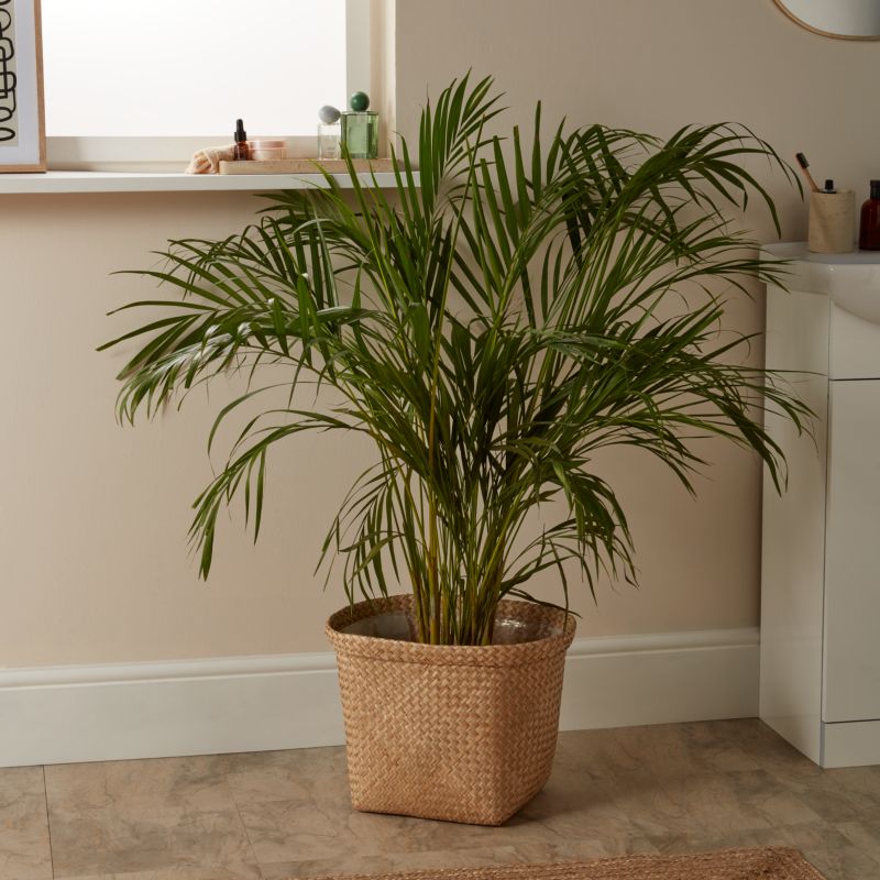 Palma Areca doniczka 24 cm wys. 125 cm