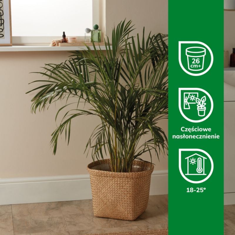 Palma Areca doniczka 24 cm wys. 125 cm