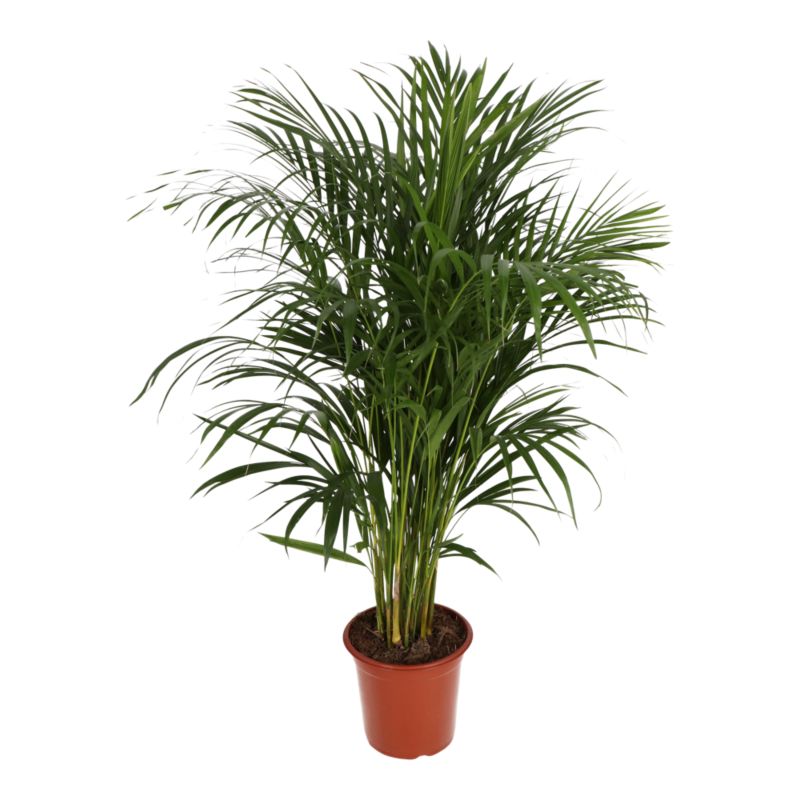 Palma Areca doniczka 24 cm wys. 125 cm