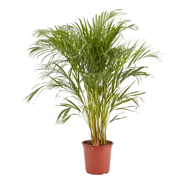 Palma Areca doniczka 24 cm wys. 125 cm