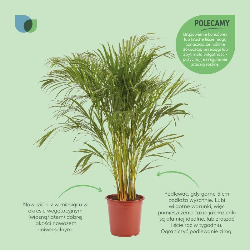 Palma Areca doniczka 24 cm wys. 125 cm