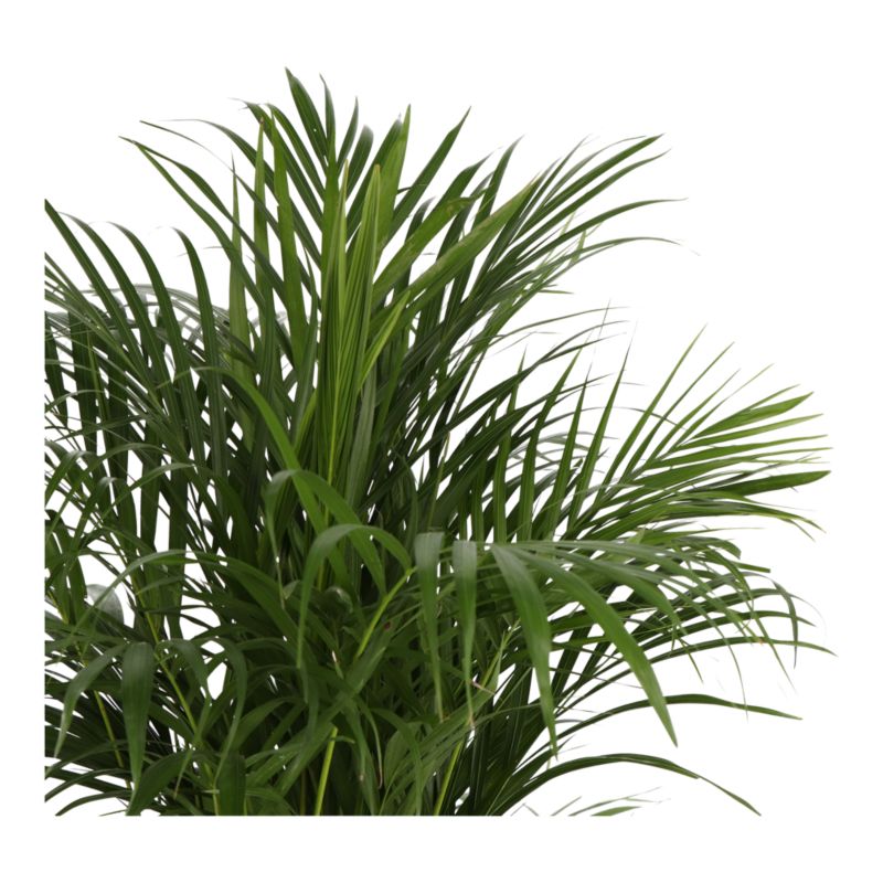 Palma Areca doniczka 24 cm wys. 125 cm