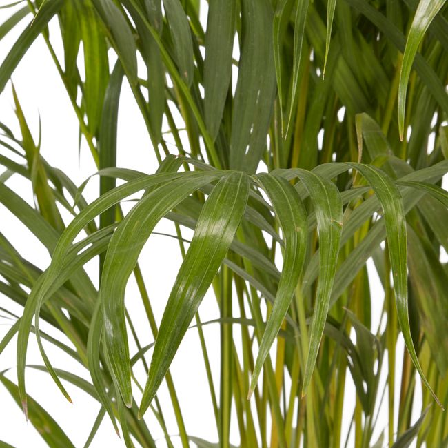 Palma Areca doniczka 24 cm wys. 125 cm
