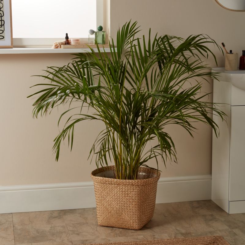 Palma Areca doniczka 24 cm