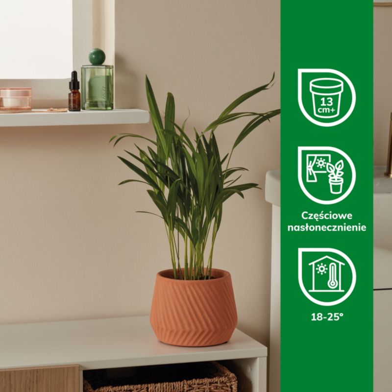 Palma Areca Verve 12 cm