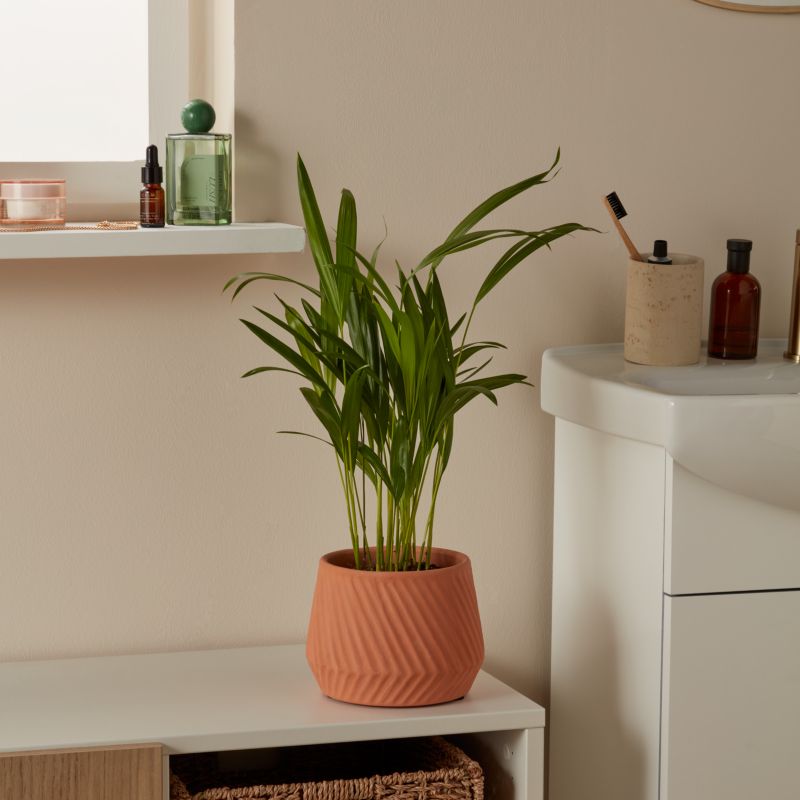 Palma Areca Verve 12 cm