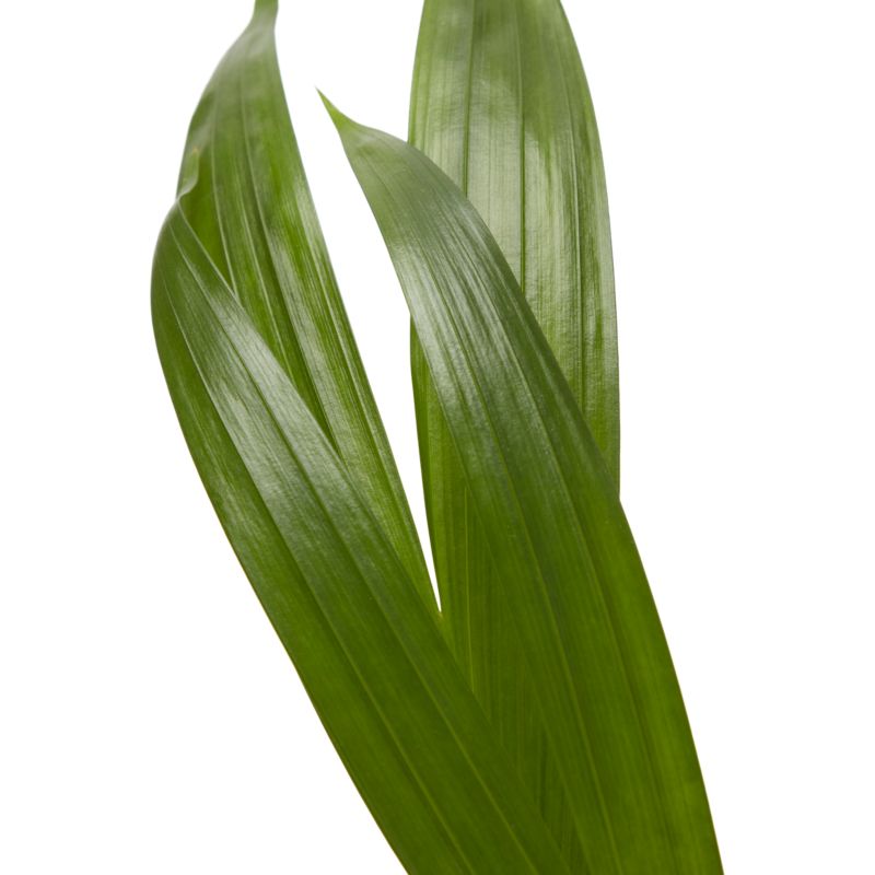 Palma Areca Verve 12 cm
