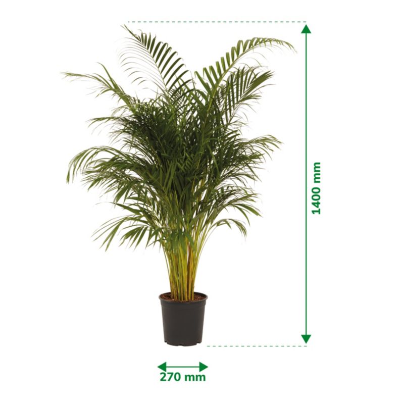 Palma Areca Verve 27 cm wys. 140 cm