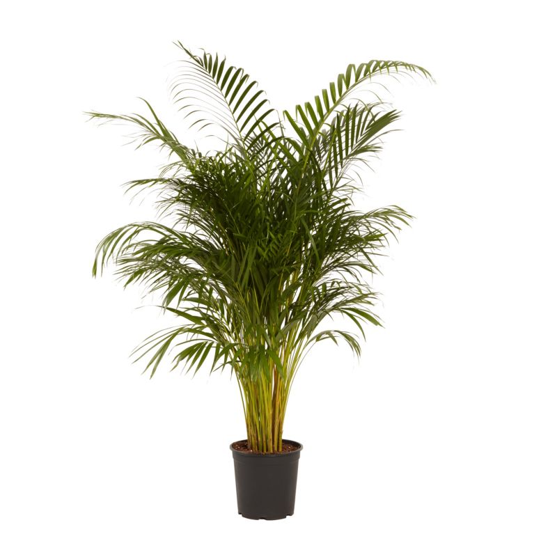 Palma Areca Verve 27 cm wys. 140 cm