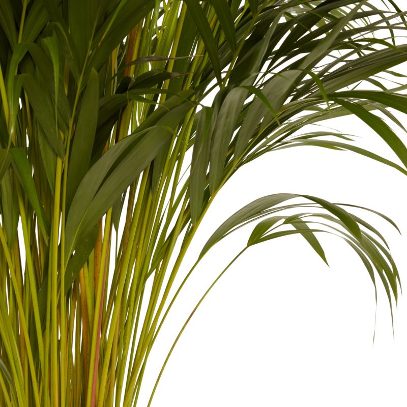 Palma Areca Verve 27 cm wys. 140 cm