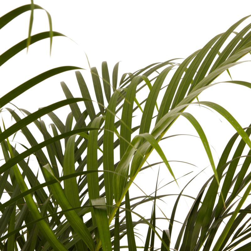 Palma Areca Verve 27 cm wys. 140 cm