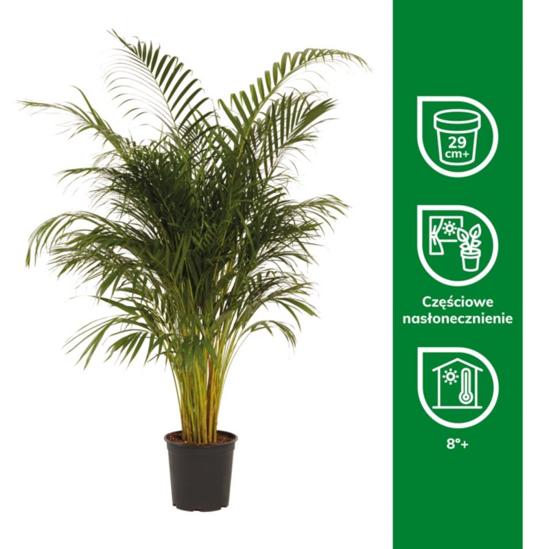 Palma Areca Verve 27 cm wys. 140 cm