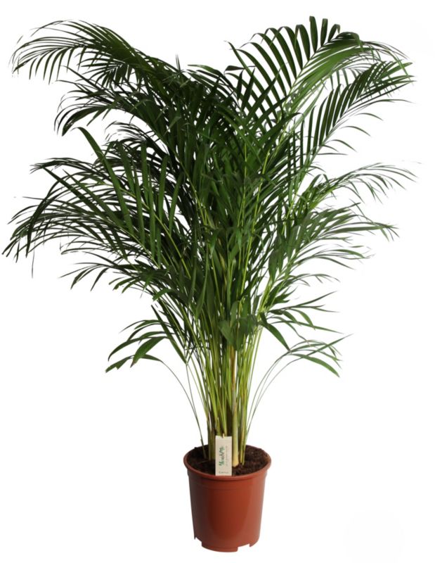 Palma Areca Verve 27 cm wys. 140 cm