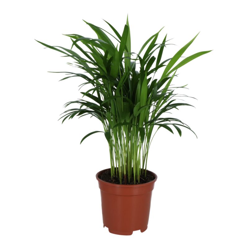 Palma Areka 17 cm