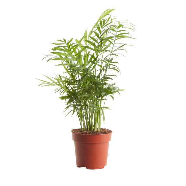 Palma Chamedora doniczka 12 cm wys. 40 cm